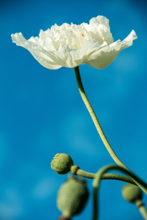 poppy flower on the background of the skyの写真素材