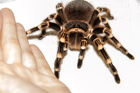 big black spider is sitting next to the man handの写真素材