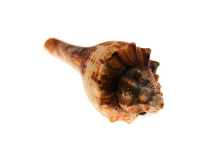 one seashell on a white background, closeup