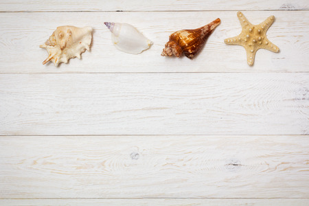 different sea shells on white boards, copyspace