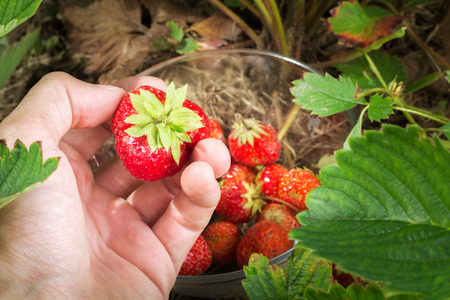 Man's hand with strawberries closeup and a bowl of berriesの写真素材