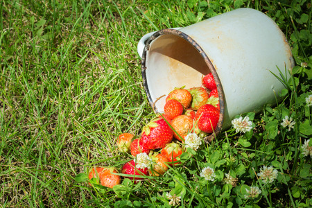 strawberry in an old metal mug on green grass, closeupの写真素材