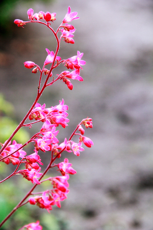 Small pink flowers on a light background, closeupの写真素材