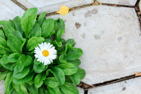 lonely daisy flower sprouted through a concrete tileの写真素材