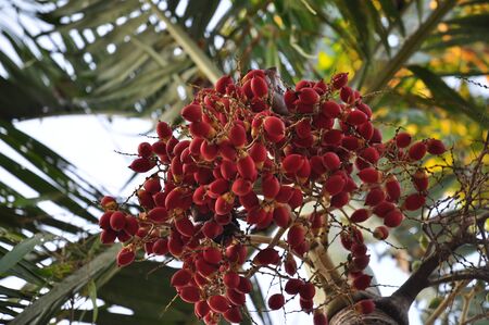red fruit on the treeの写真素材
