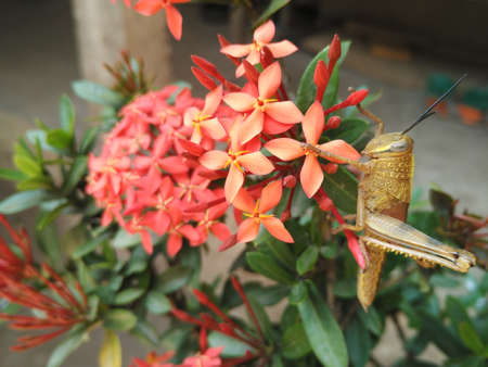 Golden grasshopper on red flowers