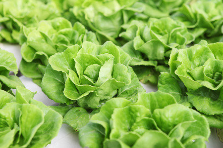 Cabbagesの写真素材