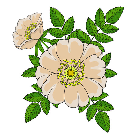 Briar on a white backgroundのイラスト素材