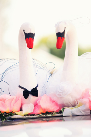 two white swans decorate a wedding carの写真素材