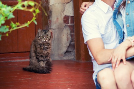 street cat and on fallen in love couple on a house porchの写真素材