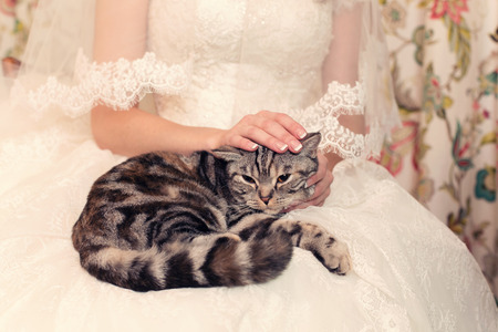 tabby cat in the hands of the bride's wedding dayの写真素材