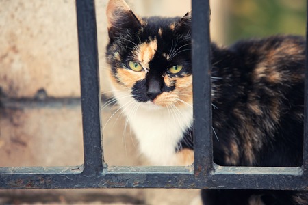 Experienced stray red cat behind bars fenceの写真素材