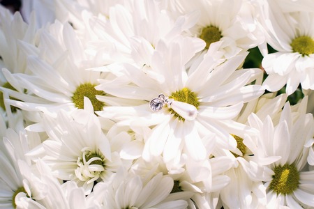 pearl ear ring on camomilesの写真素材