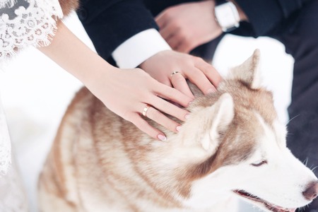 The bride and groom in winter Park. Newlyweds caress a dog in the winter wedding dayの写真素材