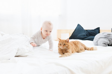 Little cute baby crawls to sleeping red cat on the bed in cozy home environmentの写真素材