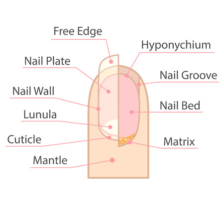 Structure and anatomy of human nail. Color medical scheme on white background. Isolated illustration.のイラスト素材