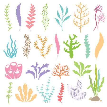 Vector illustration of seaweeds. Sea plants and aquarium seaweed set. Isolated set on white backgroundのイラスト素材