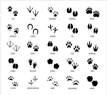 Animals footprints. Animal feet silhouette. Wild animals paw walking track or footprint tracks.のイラスト素材