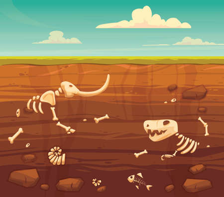Ground layers with bones. Buried fossil animals, dinosaur, mammot, fish skeleton bone and shellfish.Vector flat style cartoon illustration.のイラスト素材