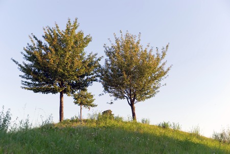 park in the summer