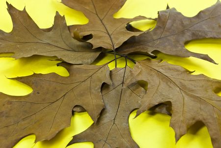 oak leavesの写真素材