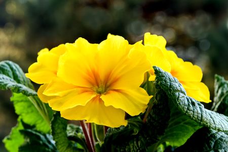 yellow primroseの写真素材