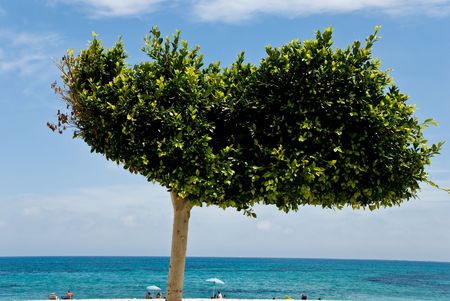 tropical tree on the beach-promenadeの写真素材