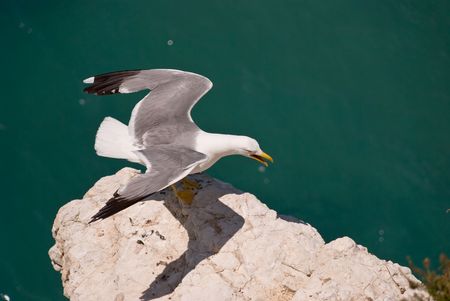 seagull on the seaの写真素材