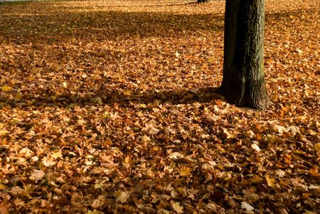 Colorful Autumnal Trees In The Park ,With Footpath