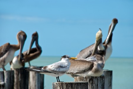 family of brown pelicans and tem  standing on a pier post
