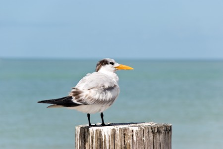 white  tern  standing on a pier post