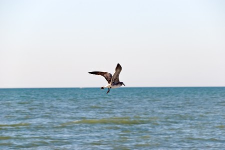 seagull flies over sea