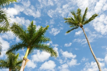 Palms on the sea