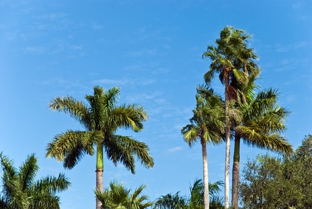 Many Palm Trees Against The Blue Sky
