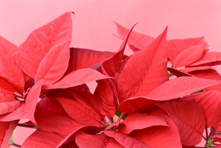 red nettle on the pot