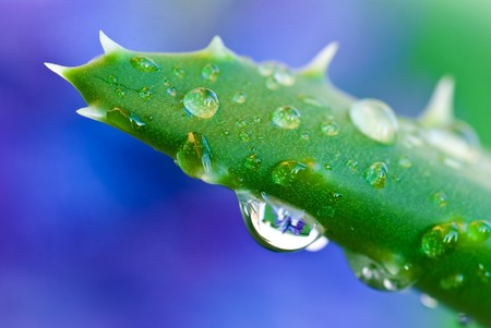 aloe after the rain - close upの写真素材