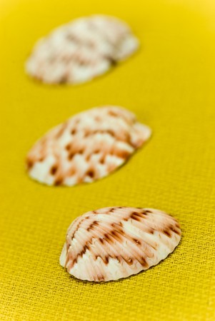 Sea shells composition on the golden backgroundの写真素材