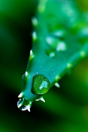 aloe after the rain - close upの写真素材