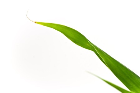 lucky bamboo isolated on pure white backgroundの写真素材
