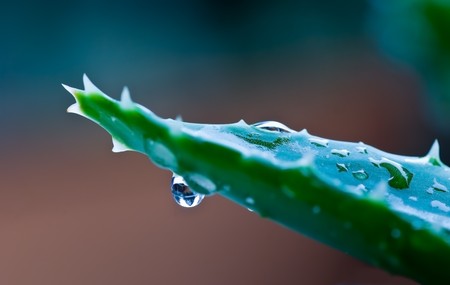 aloe after the rain - close upの写真素材