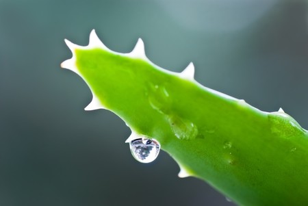 aloe after the rain - close upの写真素材