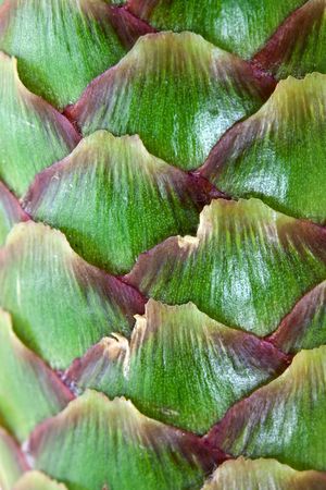Young - green- Pine Cone-Backgroundの写真素材