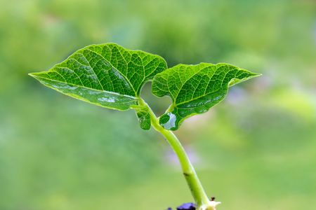 Green sprout on a green background