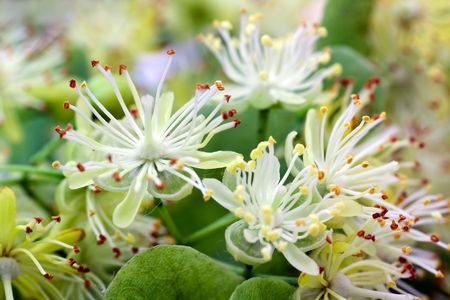 lime blossom -tilia platyphyllosの写真素材