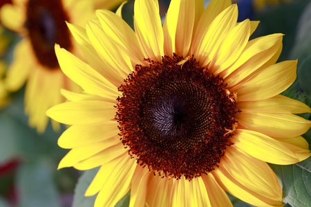 Sunflower, the big beautiful flower. An agricultural crop.の写真素材