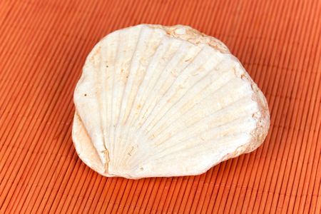 fossil sea shell on the orange background