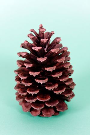  Pine strobile isolated on green  background