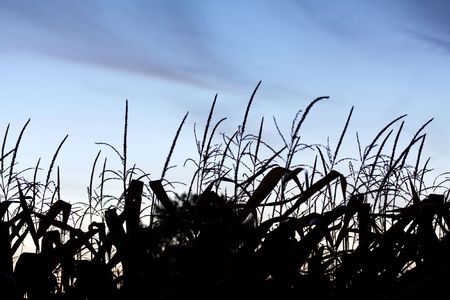  nightly landscape with the image of Lunarの写真素材