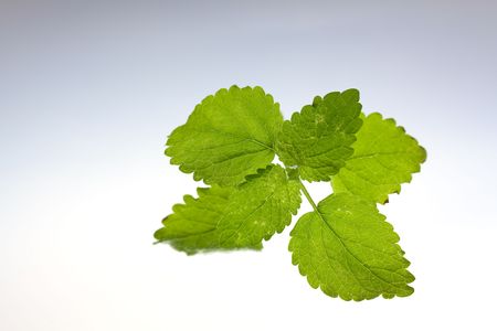 Fresh Mint