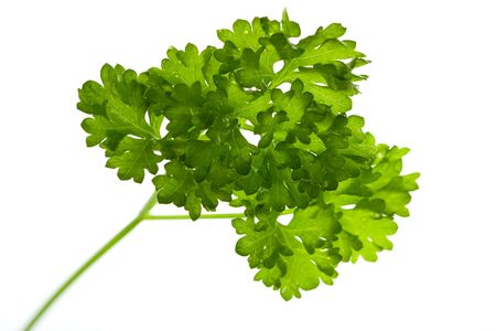  Parsley,isolated on Whiteの写真素材